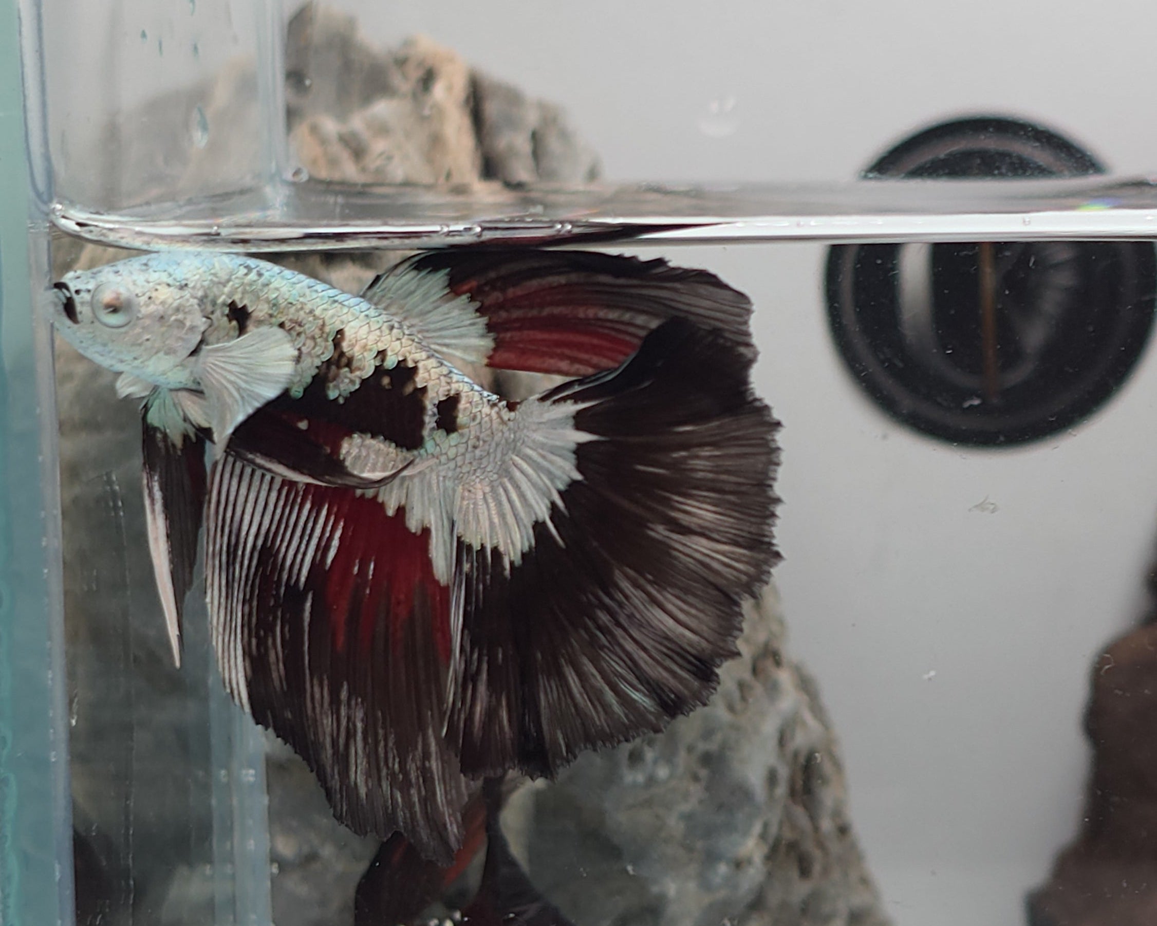 White Walker Snow Samurai Halfmoon Betta Fish (CRT-VSM-M-001)