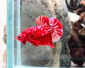 Red Barongsai Halfmoon Plakat Male Betta Fish