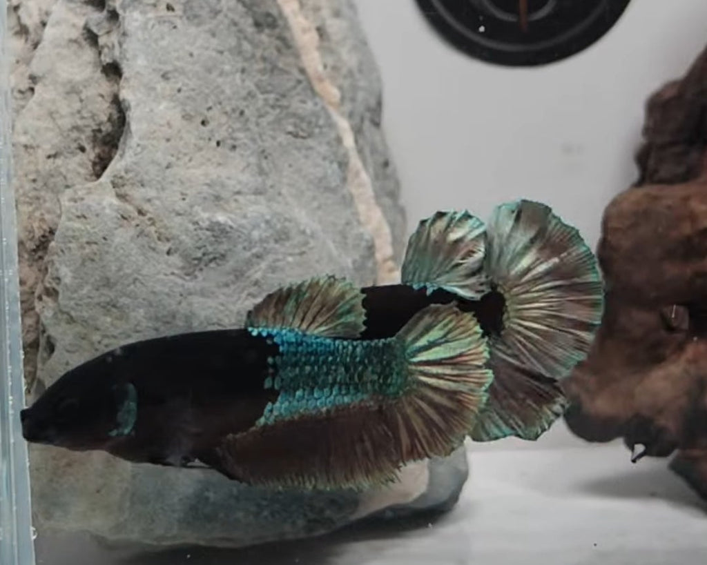Premium Black Avatar HMPK Betta Female (DRK-AVG-F-001)
