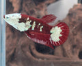 Hantengu (Red Black Mamba) Halfmoon Female Betta | WYSIWYG