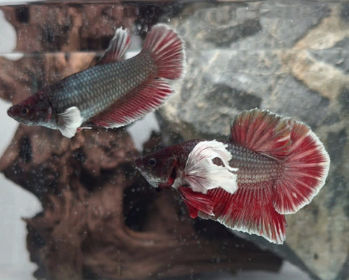 Black Based Copper Dumbo Pair (Male & Female) – Premium WYSIWYG Pair
