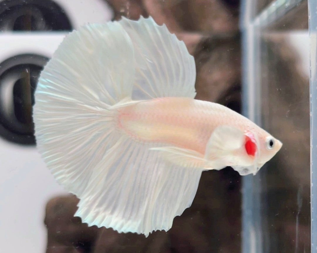 Male White Platinum Halfmoon Betta Fish (LGT-OTH-M-003)