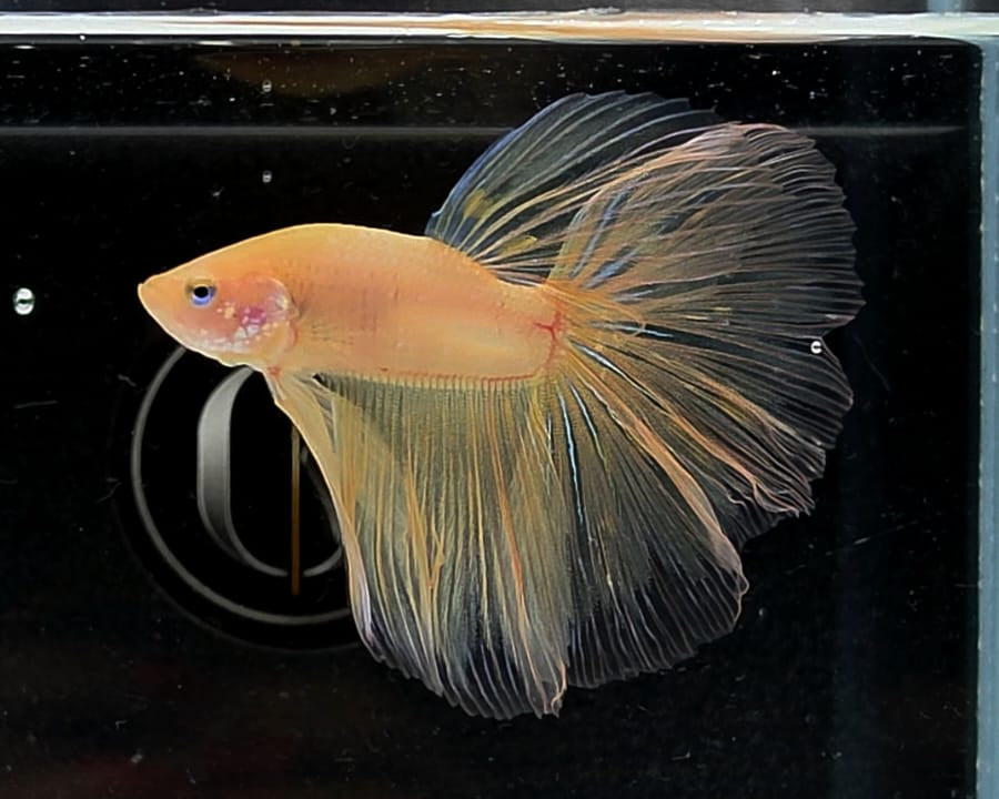 Halfmoon Yellow Cellophane Male Betta Fish (SPC-OTH-M-014)