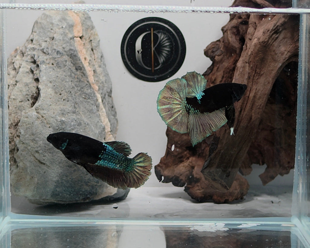 Premium Black Avatar HMPK Betta Female (DRK-AVG-F-001)