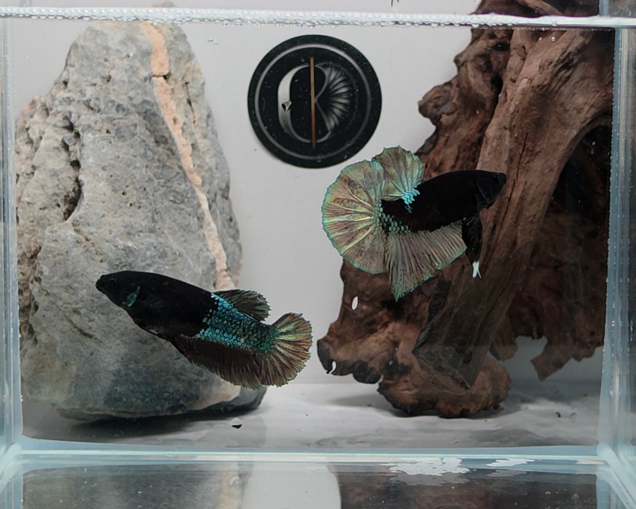Premium Black Avatar HMPK Betta Female (DRK-AVG-F-001)