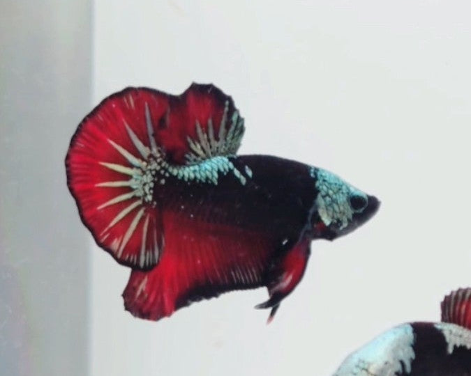 Elite Vampire Samurai HMPK Male Betta