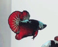 Elite Vampire Samurai HMPK Male Betta