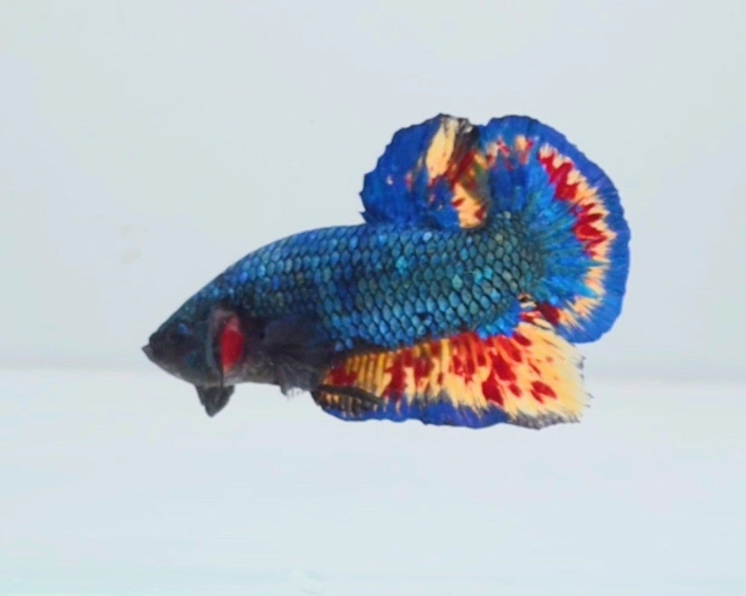 Blue Metallic MG Vanda HMPK Betta Male (DRK-MSG-M-002)