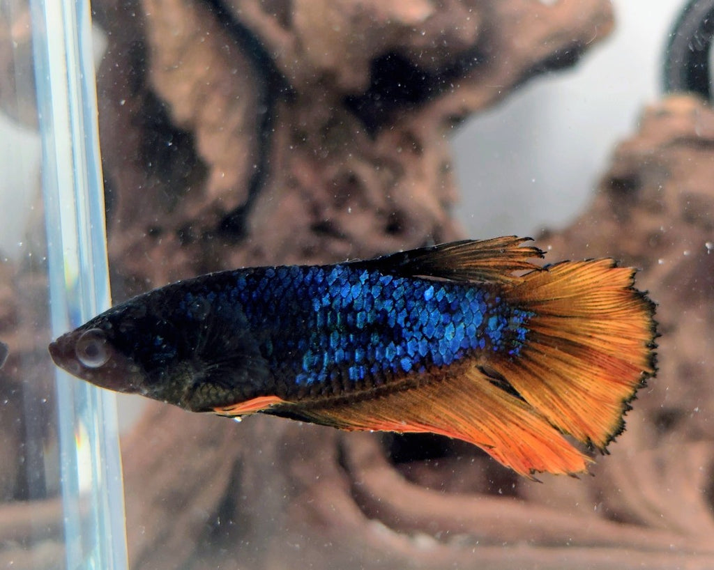 Mustard Gas Metallic Halfmoon Female Betta | WYSIWYG