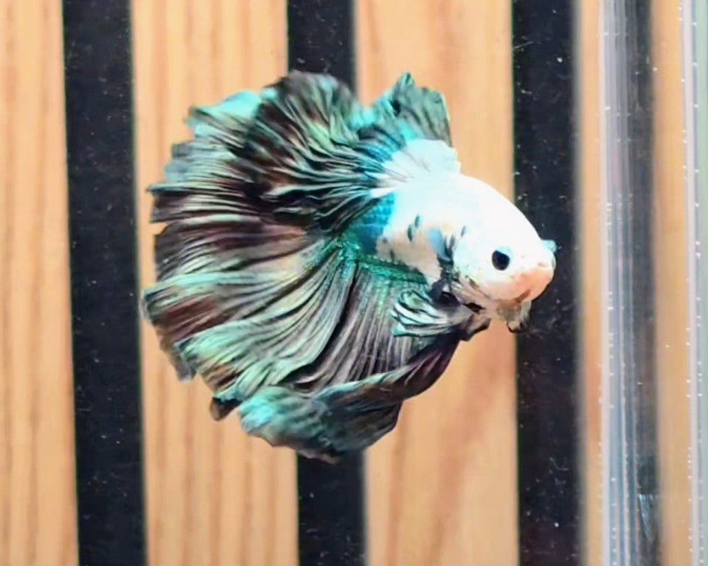 Premium Copper Rim Halfmoon Male Betta | WYSIWYG