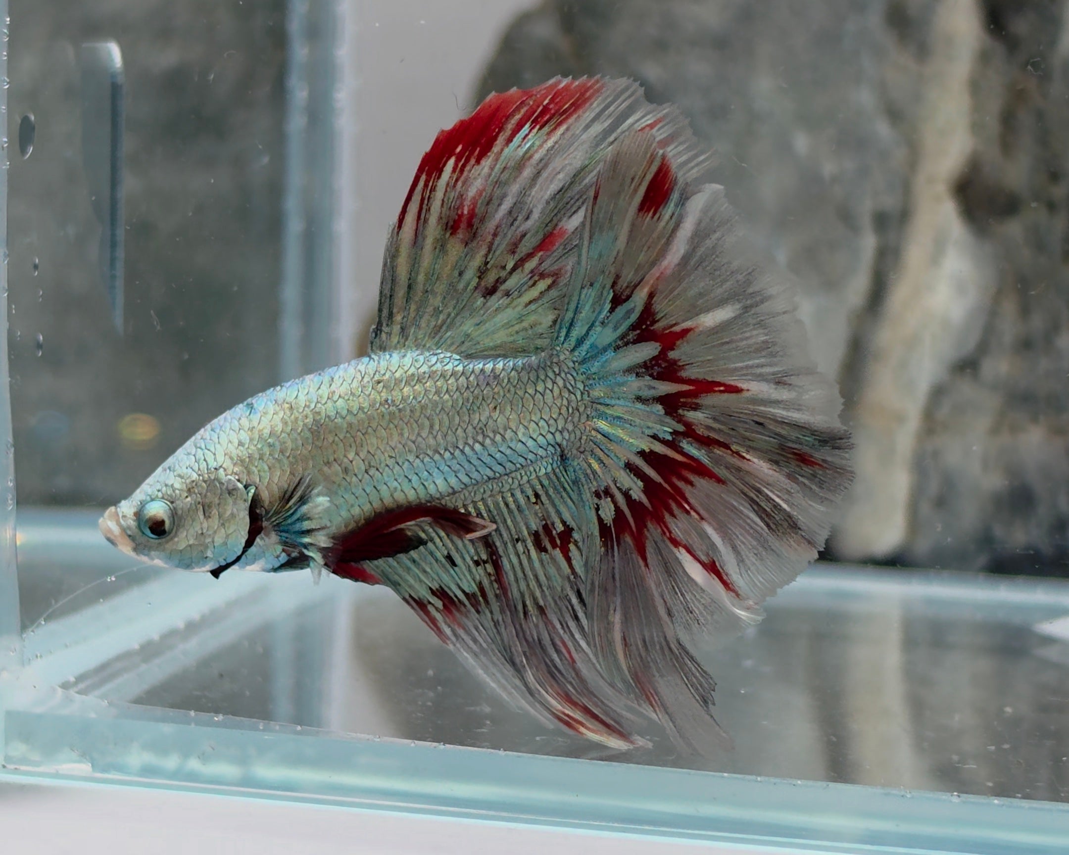 Male Ice Blue Metallic Butterfly Halfmoon Betta Fish (SPC-FMC-M-004)