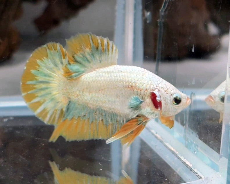 Male Yellow Snow Dragon HMPK Betta Fish (LGT-OTH-M-005)