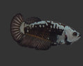 Premium Black Samurai HMPK Female Betta
