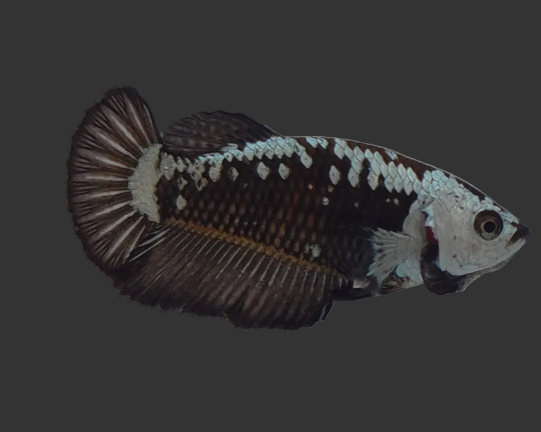 Premium Black Samurai HMPK Female Betta