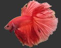 Solid Red Halfmoon Male Betta
