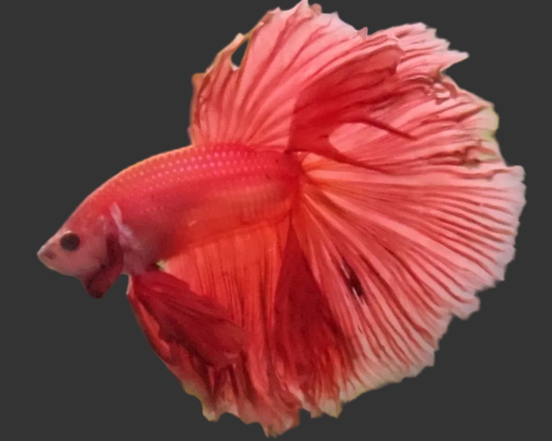 Solid Red Halfmoon Male Betta