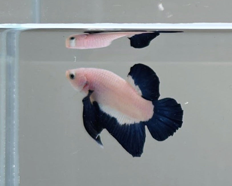 Blue Rim HMPK Male Betta