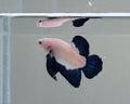Blue Rim HMPK Male Betta