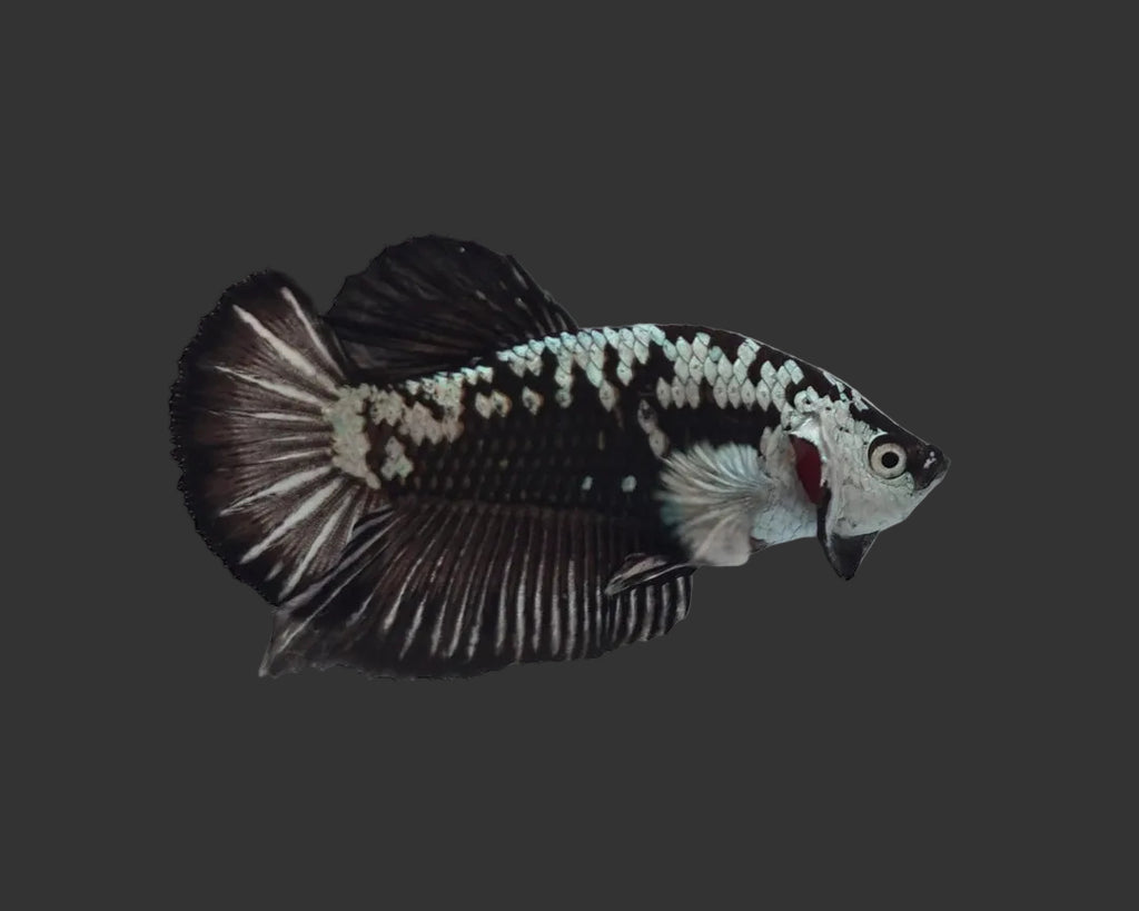 Black Samurai HMPK Male Betta