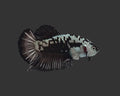 Black Samurai HMPK Male Betta