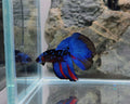 Premium Avatar Gordon Halfmoon Betta Male | WYSIWYG