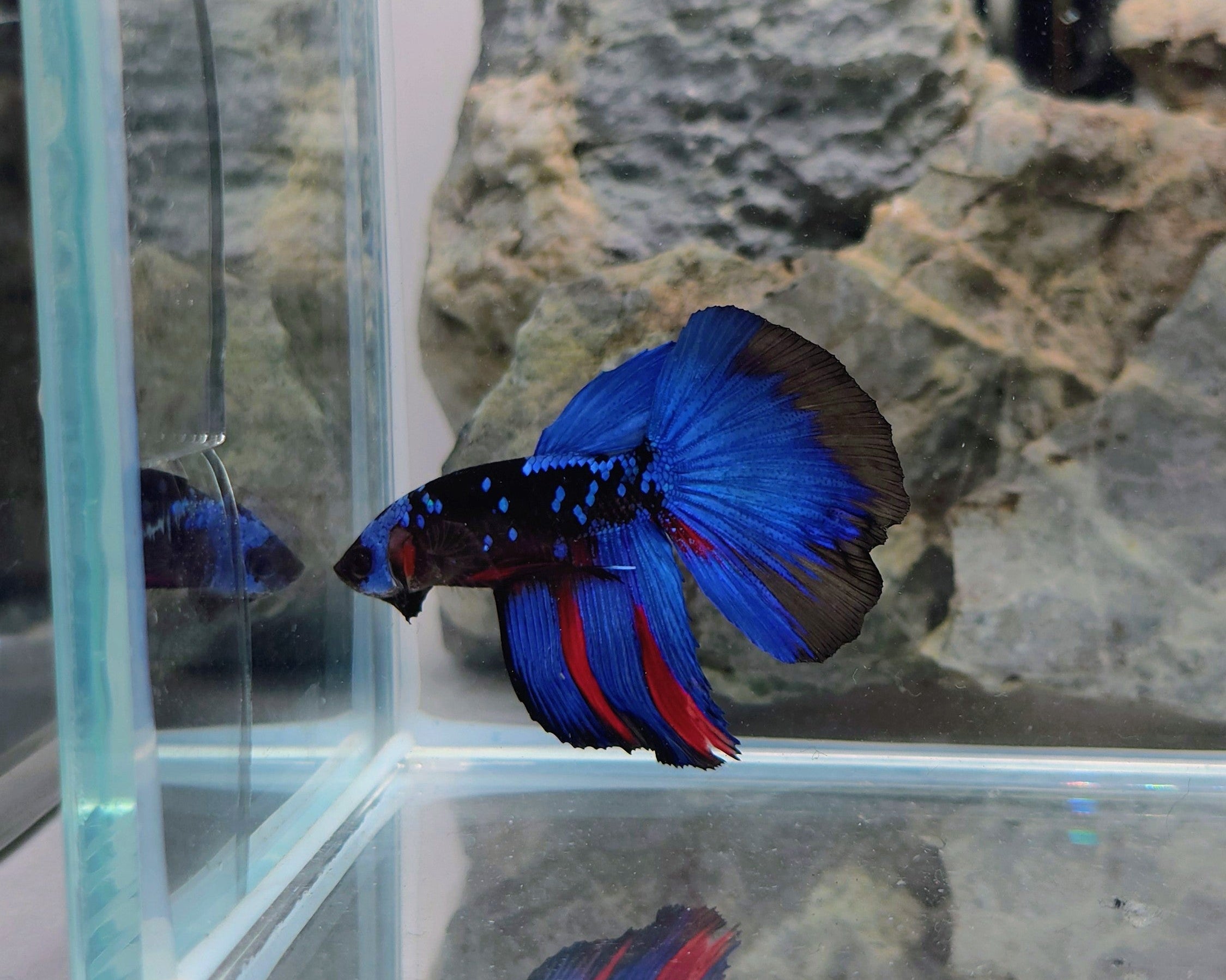 Premium Avatar Gordon Halfmoon Betta Male | WYSIWYG