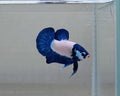 Blue Rim Panda Bicolour HMPK Male Betta