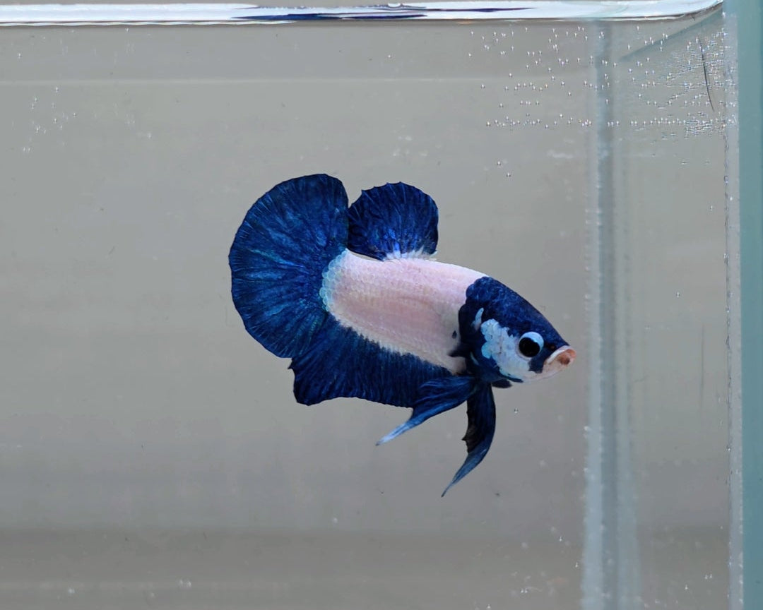 Blue Rim Panda Bicolour HMPK Male Betta