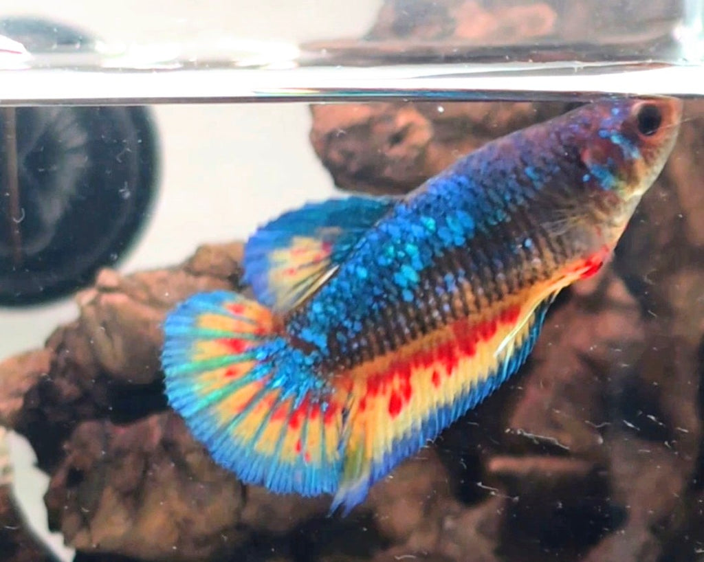 Female Metallic Mustard Gas Vanda HMPK Betta Fish (SPC-MSG-F-001)