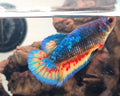 Female Metallic Mustard Gas Vanda HMPK Betta Fish (SPC-MSG-F-001)