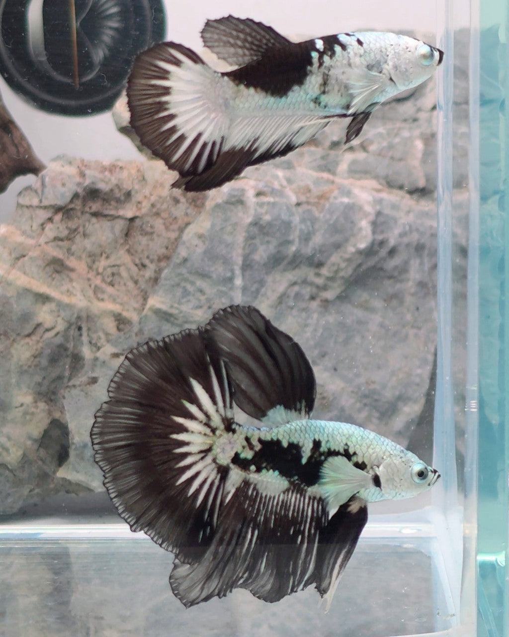 Premium Halfmoon Snow Pair | WYSIWYG