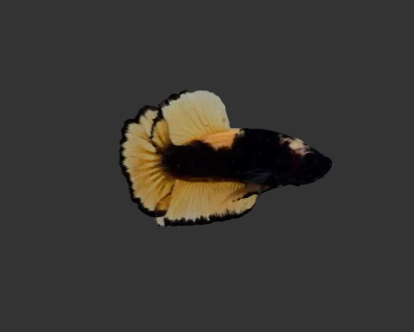 Black Mustard Gas HMPK Male Betta