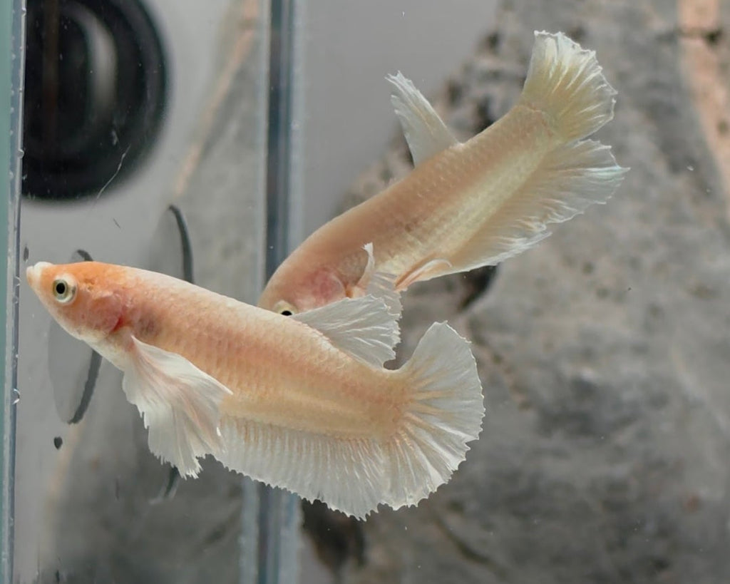 Dumbo Female Sorority Pack – 5 Premium Females WYSIWYG