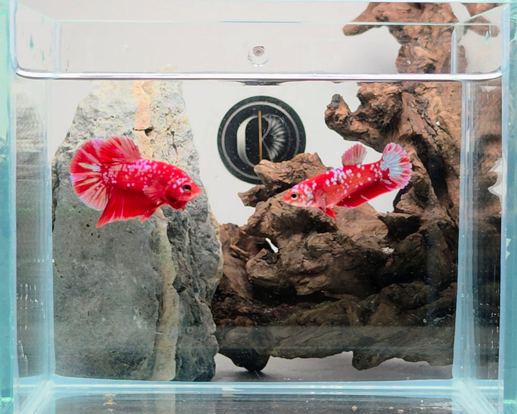 Red Barongsai Halfmoon Plakat Male Betta Fish