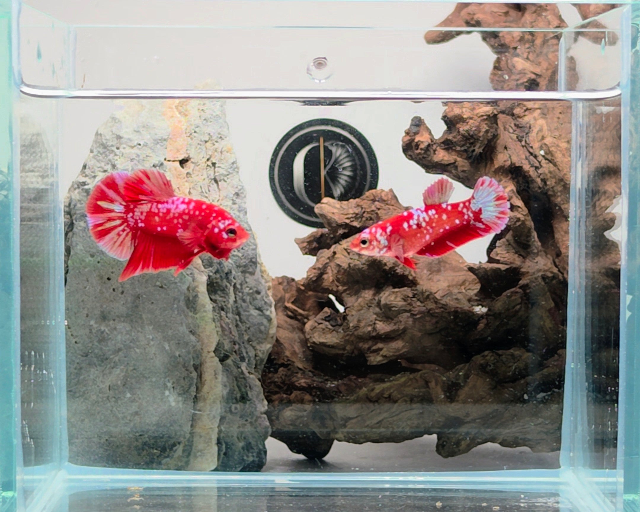 Red Barongsai Halfmoon Plakat Male Betta Fish