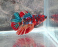 Multicolour Metallic Halfmoon Female Betta | WYSIWYG