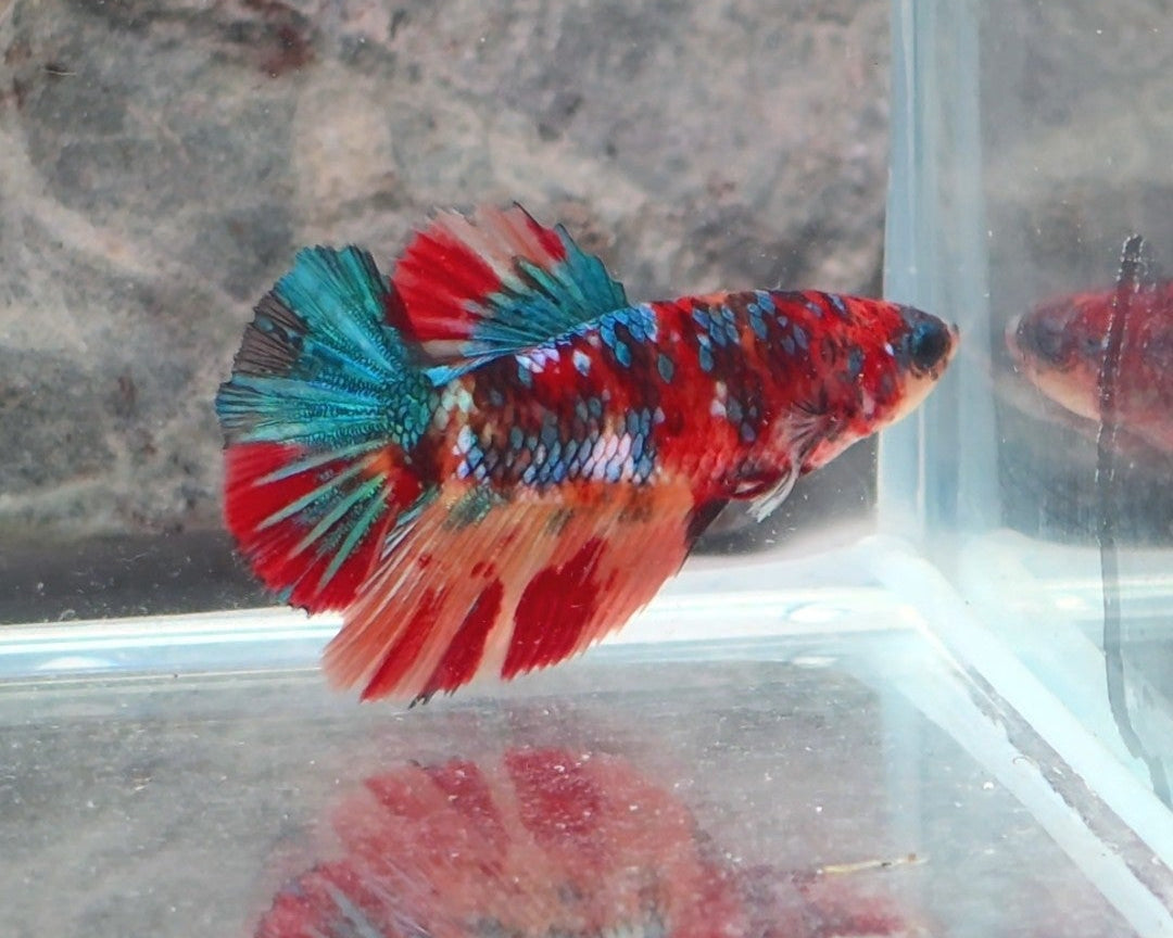 Multicolour Metallic Halfmoon Female Betta | WYSIWYG