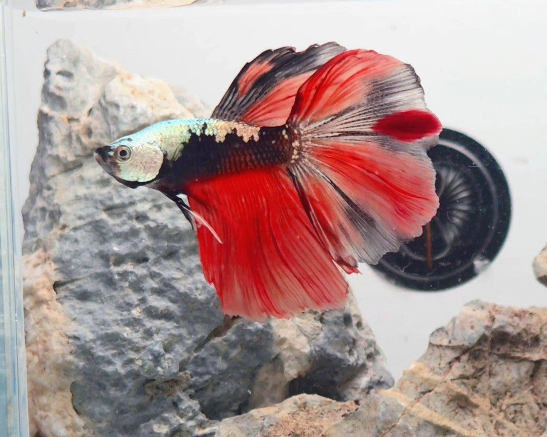 Premium Samurai Nemo Halfmoon Betta Male | WYSIWYG