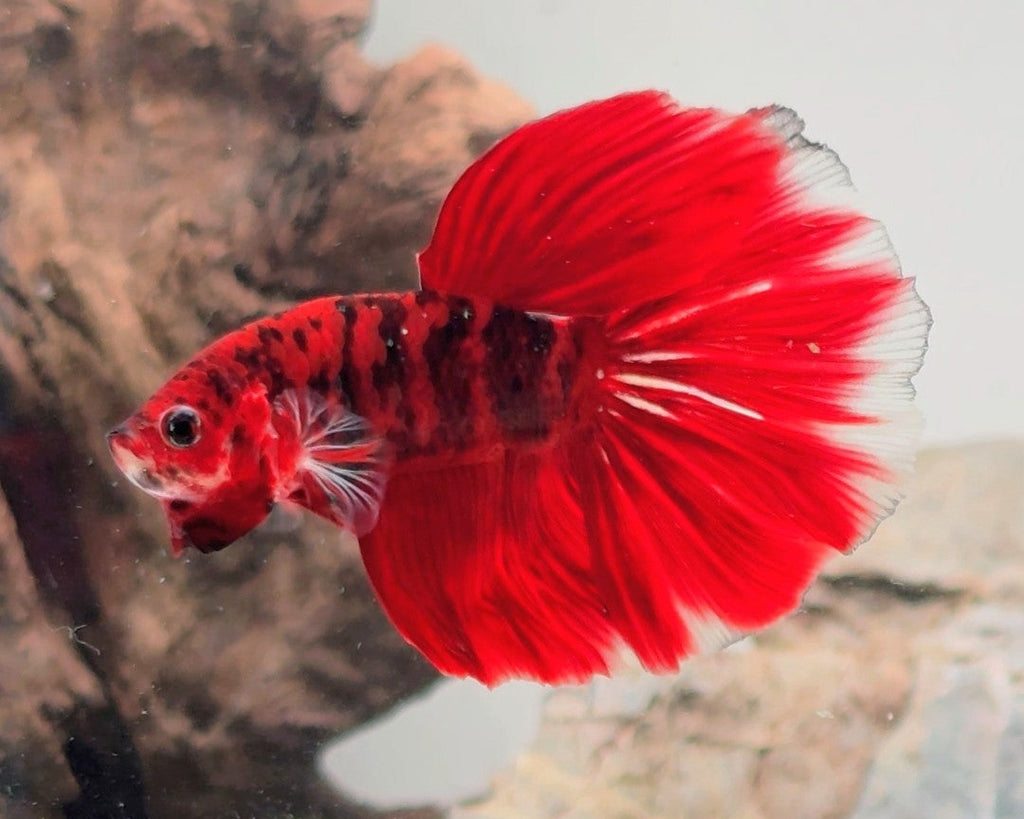 Premium Red & Black Koi Halfmoon Male | WYSIWYG