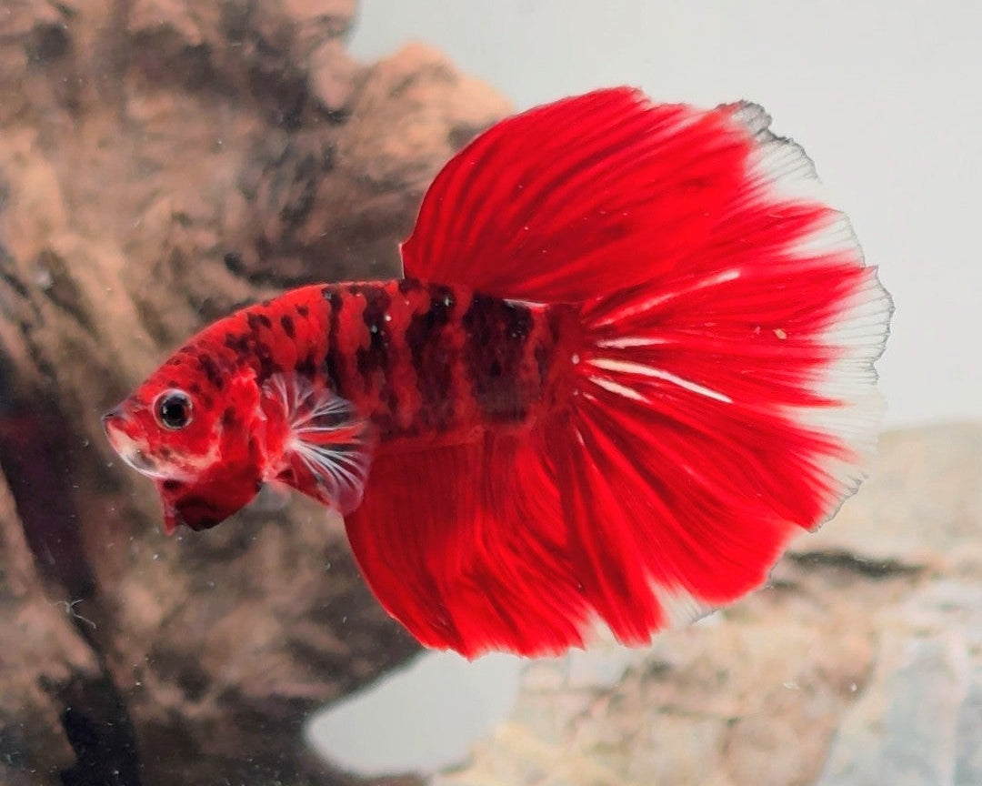 Premium Red & Black Koi Halfmoon Male | WYSIWYG