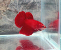 Premium Super Red Female Halfmoon | WYSIWYG