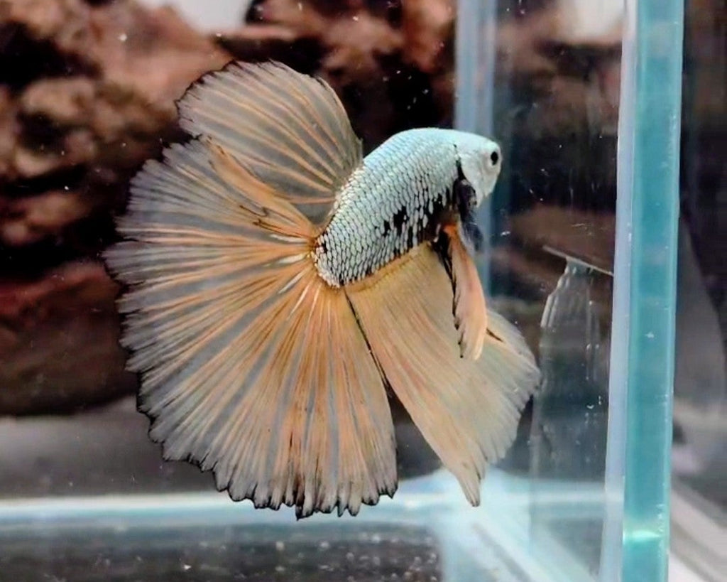 Halfmoon Mustard Gas Samurai Male Betta Fish (CRT-OTH-M-003)