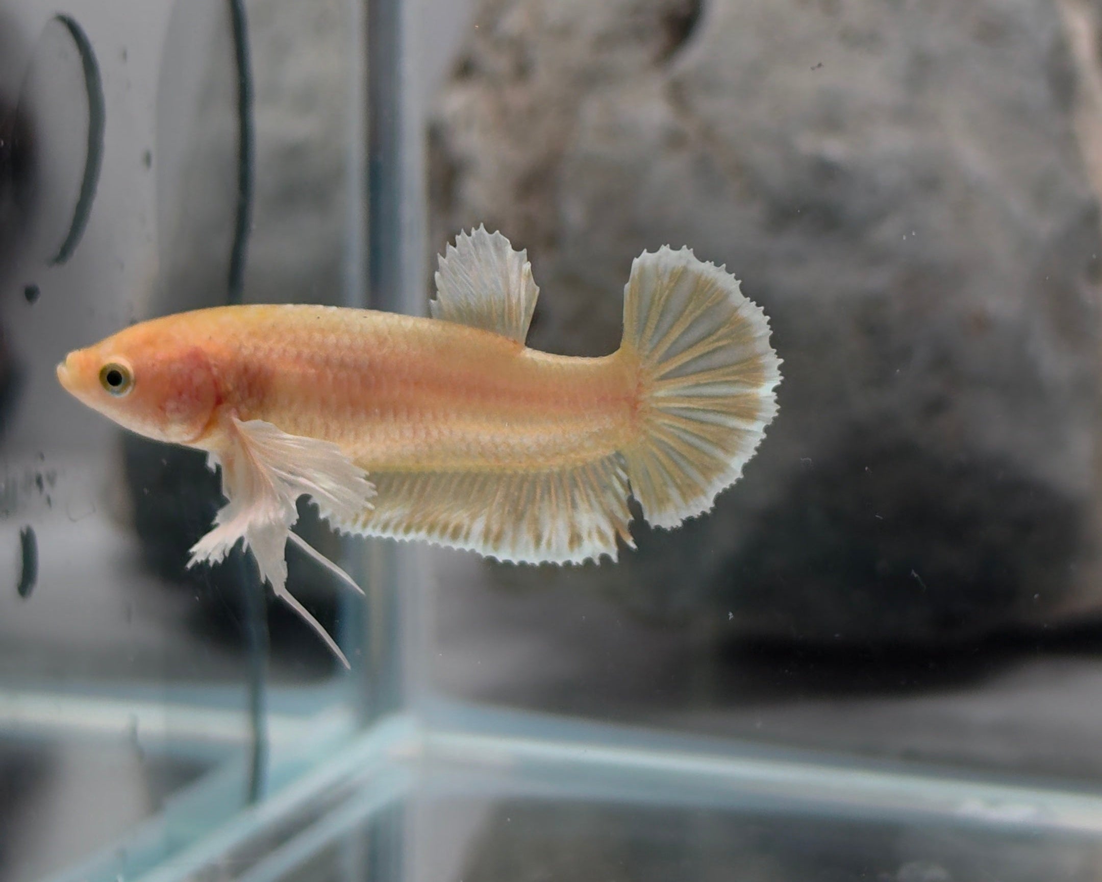 Dumbo Female Sorority Pack – 5 Premium Females WYSIWYG