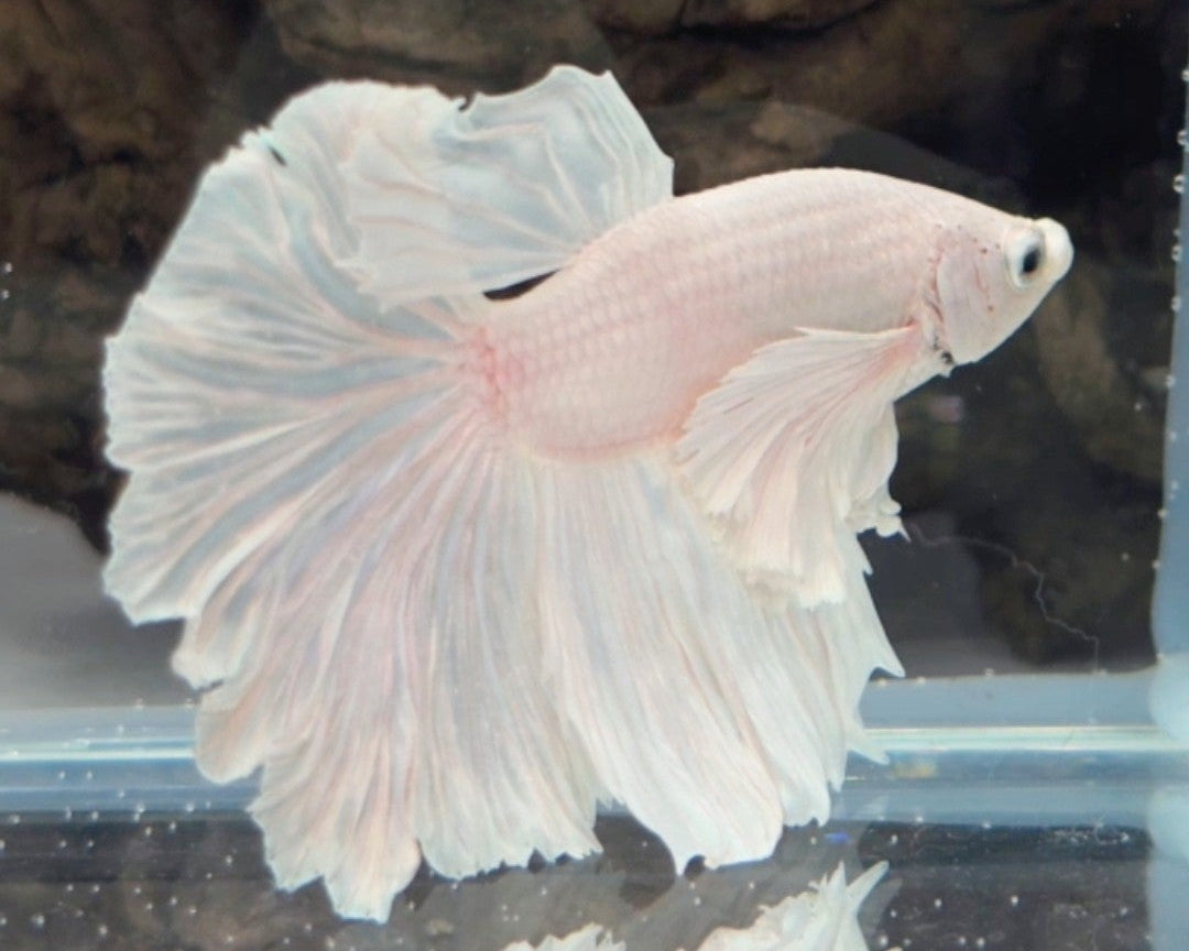 Male White Platinum Dumbo Halfmoon Betta Fish (LGT-OTH-M-004)