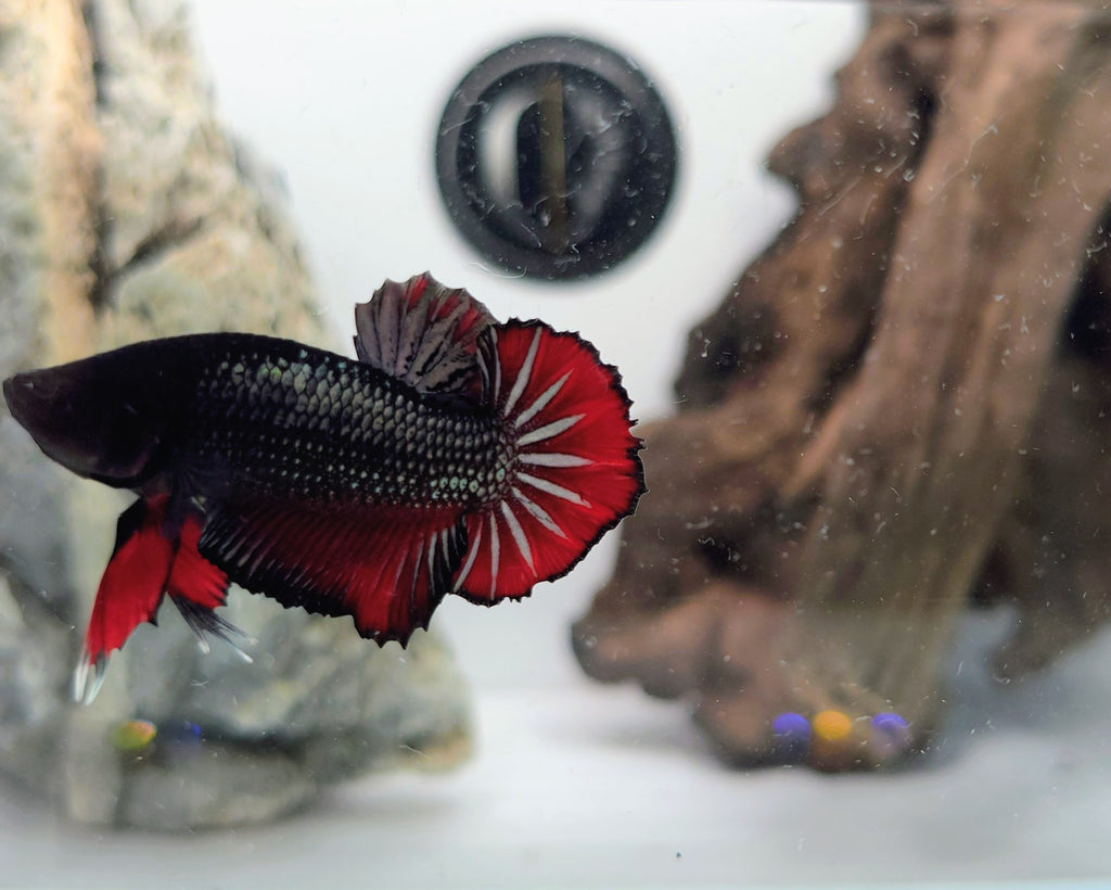 Halfmoon PK (Short Fin) Black Metallic Vampire Male Betta Fish (DRK-FMC-M-002)