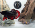 Halfmoon PK (Short Fin) Black Metallic Vampire Male Betta Fish (DRK-FMC-M-002)