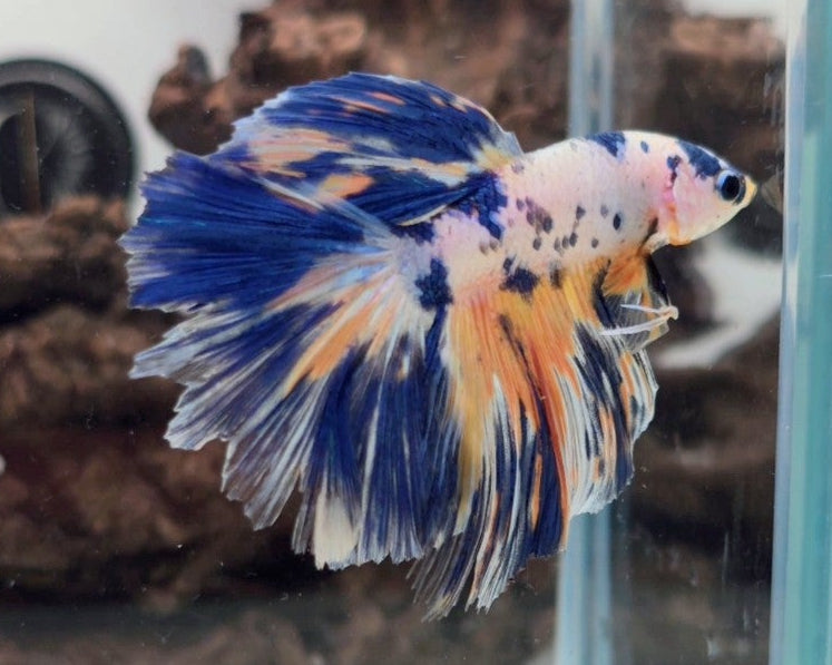 Premium Candy Multicolour Halfmoon Betta Male | WYSIWYG