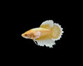 Foundation Gold Dumbo Halfmoon Female Betta