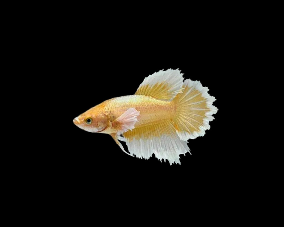 Foundation Gold Dumbo Halfmoon Female Betta
