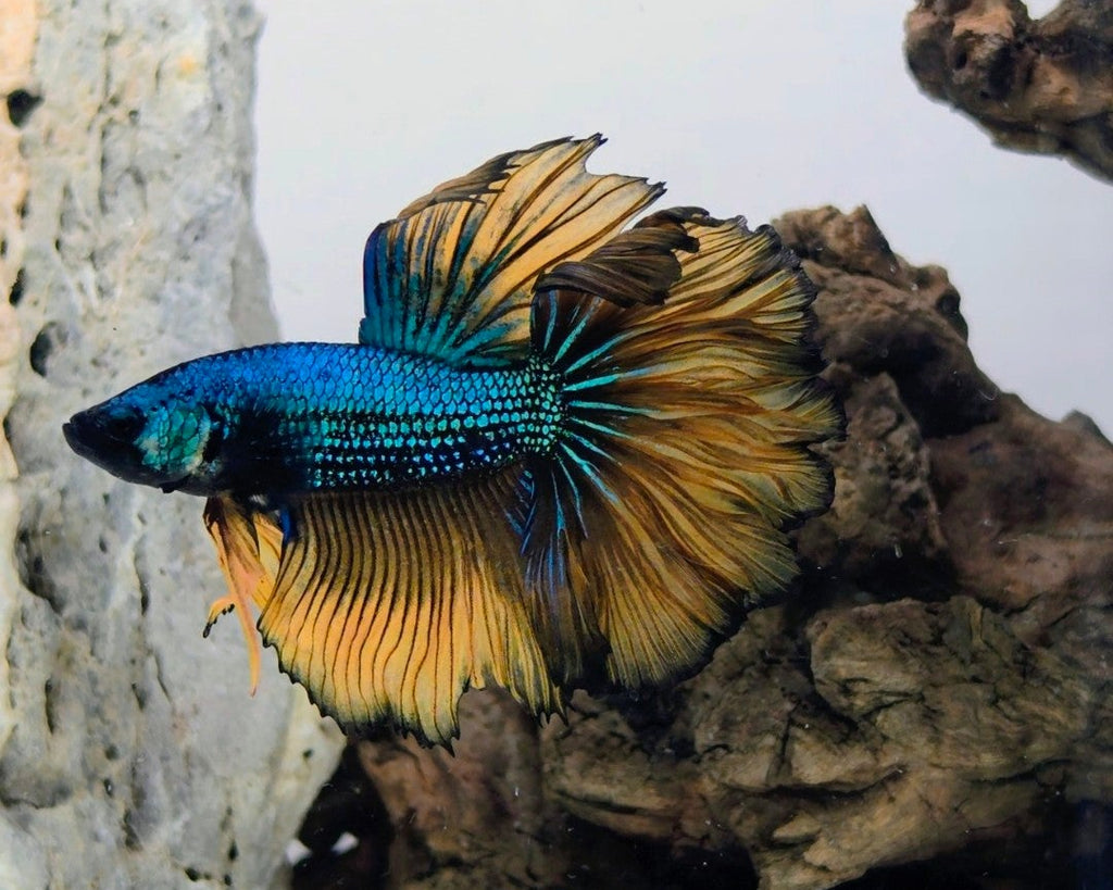 Male Halfmoon Blue Metallic Mustard Gas Betta Fish (SPC-MSG-M-003)